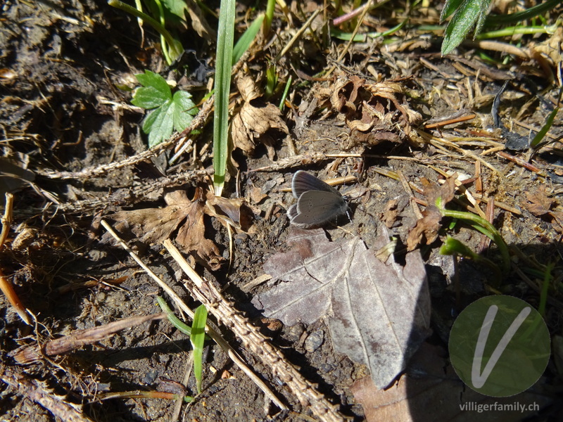 Rotklee-Bläuling: Übersicht